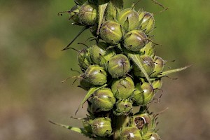 Twiggy Mullein: Verbascum virgatum