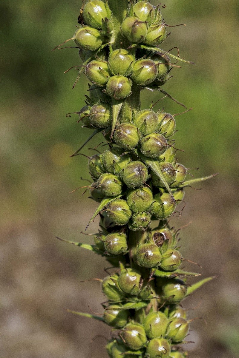 Verbascum virgatum - © Charles Hipkin