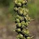 Verbascum virgatum