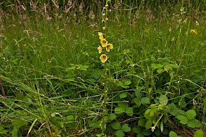 Twiggy Mullein: Verbascum virgatum