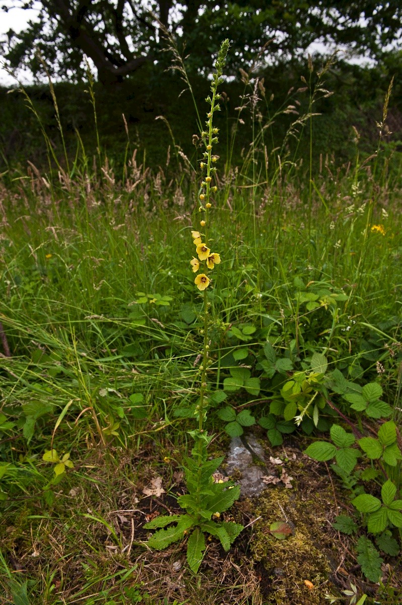 Verbascum virgatum - © Charles Hipkin