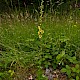 Verbascum virgatum