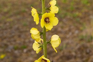 Twiggy Mullein: Verbascum virgatum