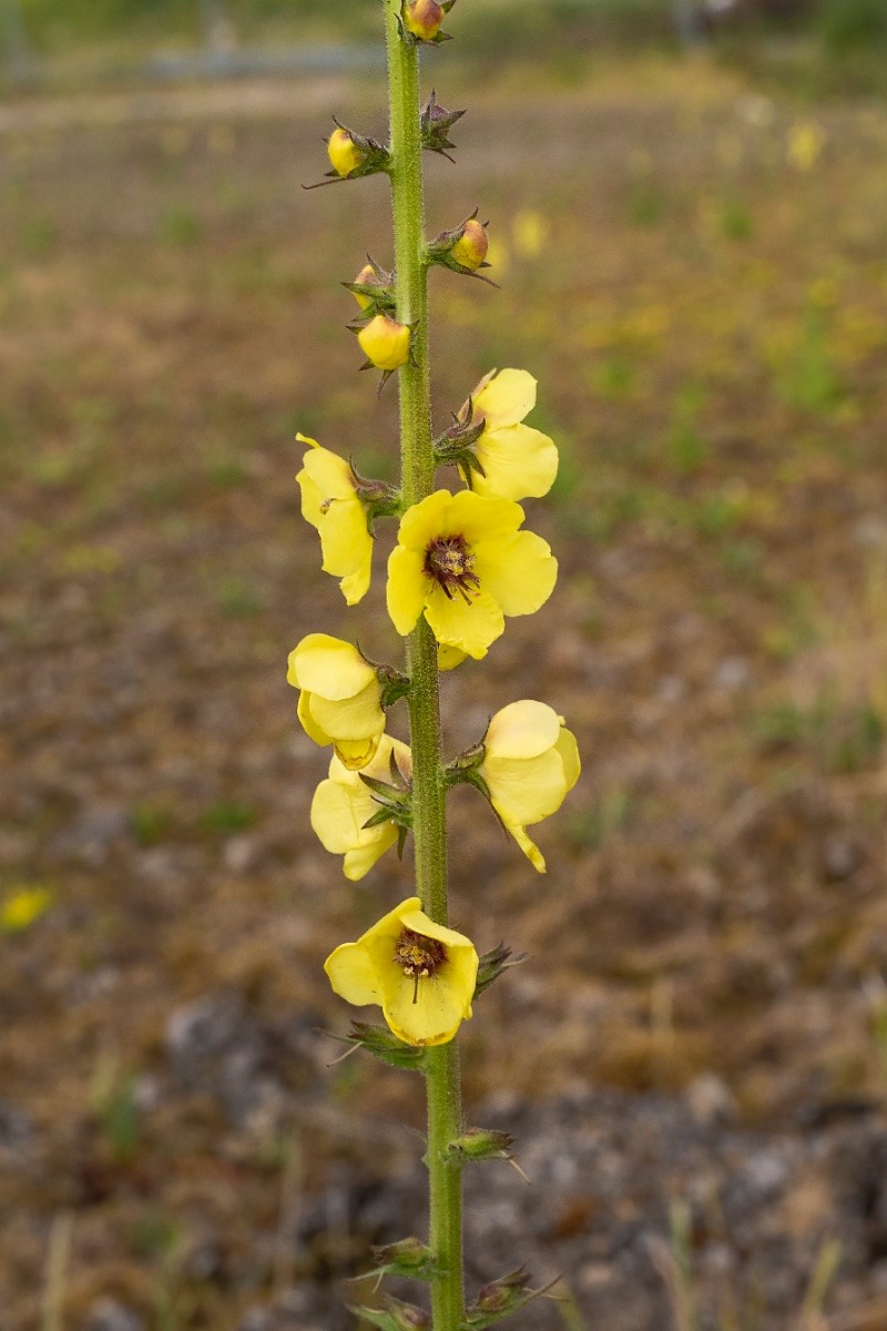 Verbascum virgatum - © Charles Hipkin