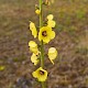 Verbascum virgatum