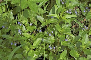 Brooklime: Veronica beccabunga