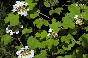 Guelder-rose: Viburnum opulus