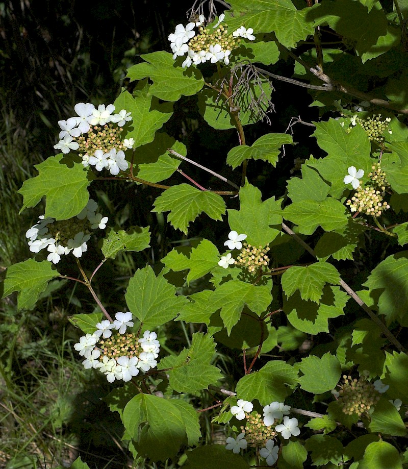 Viburnum opulus - © Charles Hipkin