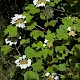 Viburnum opulus