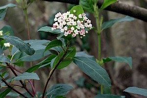 Laurustinus: Viburnum tinus