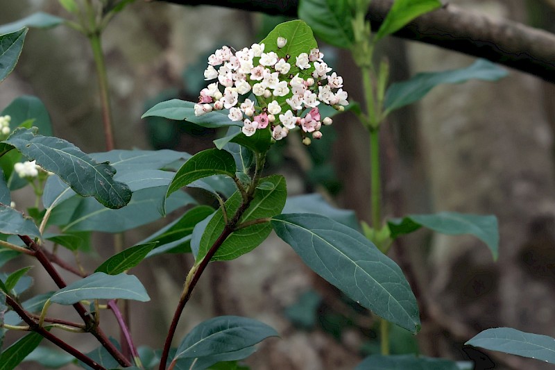 Viburnum tinus - © Charles Hipkin