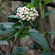 Viburnum tinus