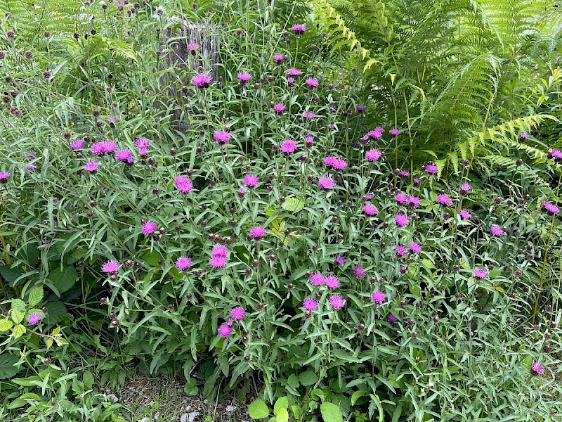 Centaurea nigra agg. - © Charles Hipkin