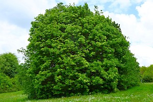 Fraxinus ornus Manna Ash