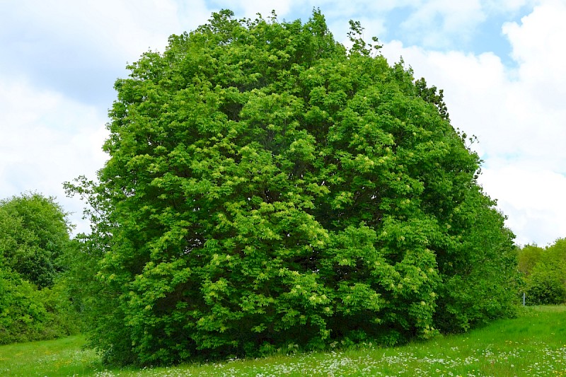 Fraxinus ornus - © Charles Hipkin