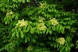 Manna Ash: Fraxinus ornus