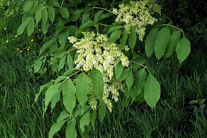 Manna Ash: Fraxinus ornus