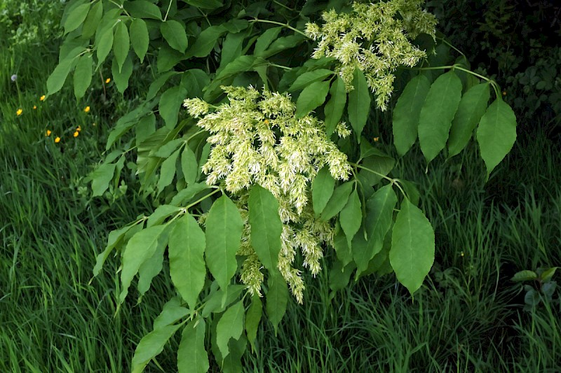 Fraxinus ornus - © Charles Hipkin