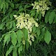 Fraxinus ornus