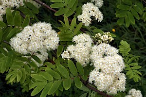 Rowan: Sorbus aucuparia