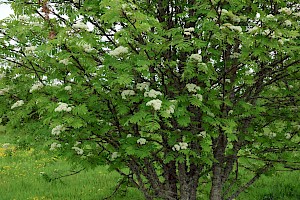 Rowan: Sorbus aucuparia