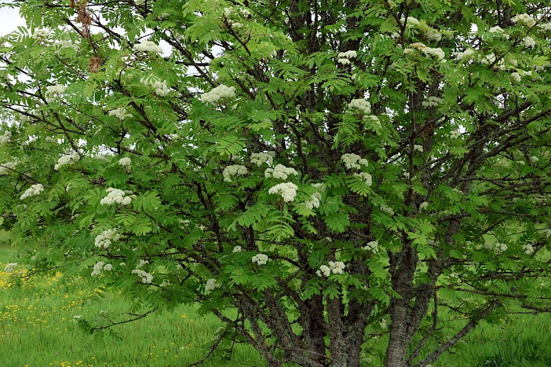 Sorbus aucuparia - © Charles Hipkin