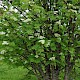 Sorbus aucuparia