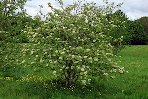 Rowan: Sorbus aucuparia