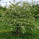 Sorbus aucuparia