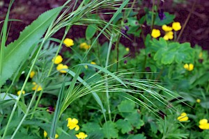 Anisantha sterilis Barren Brome