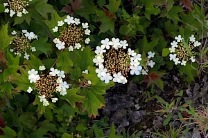 Viburnum opulus Guelder-rose