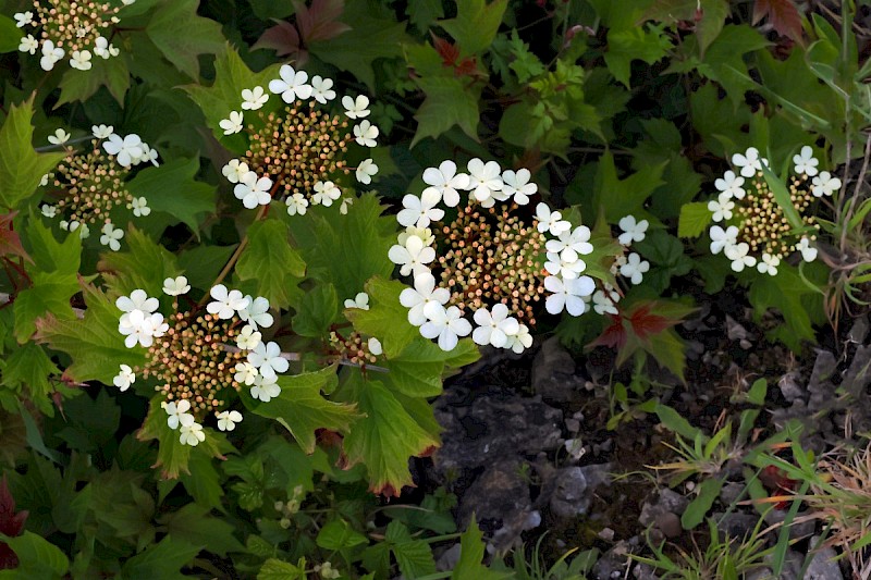 Viburnum opulus - © Charles Hipkin