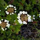 Viburnum opulus