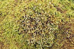 Fringed Hoar-moss: Hedwigia ciliata