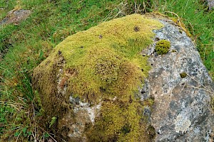 Fringed Hoar-moss: Hedwigia ciliata