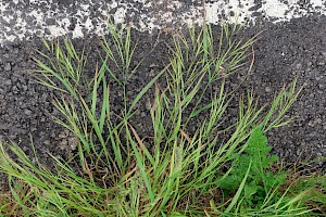 Compact Brome: Anisantha madritensis