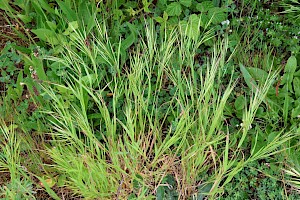 Compact Brome: Anisantha madritensis