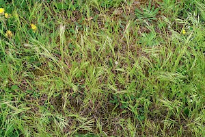 Compact Brome: Anisantha madritensis