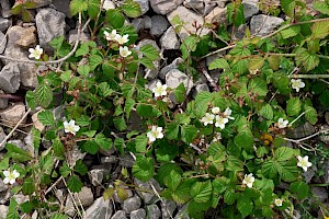 Dewberry: Rubus caesius