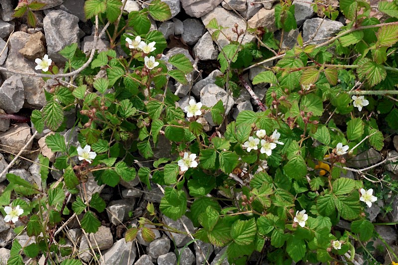 Rubus caesius - © Charles Hipkin