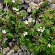 Rubus caesius