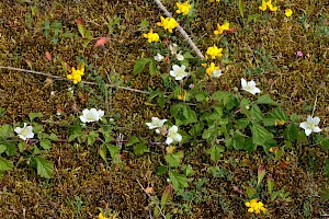 Dewberry: Rubus caesius