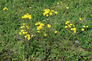 Beaked Hawk's-beard: Crepis vesicaria subsp. taraxacifolia