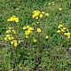 Crepis vesicaria subsp. taraxacifolia