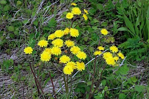 Beaked Hawk's-beard: Crepis vesicaria subsp. taraxacifolia