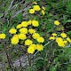 Crepis vesicaria subsp. taraxacifolia