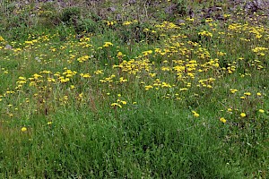 Beaked Hawk's-beard: Crepis vesicaria subsp. taraxacifolia