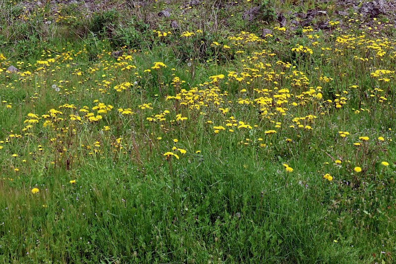 Crepis vesicaria subsp. taraxacifolia - © Charles Hipkin