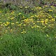 Crepis vesicaria subsp. taraxacifolia