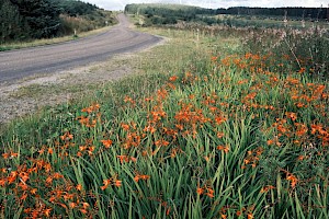 Montbretia (C. aurea x pottsii): Crocosmia x crocosmiiflora